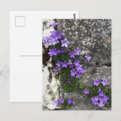 壁で咲くカンパニュラの花 ポストカード (正面/裏面)