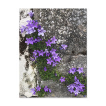壁で咲くカンパニュラの花