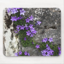 壁で咲くカンパニュラの花