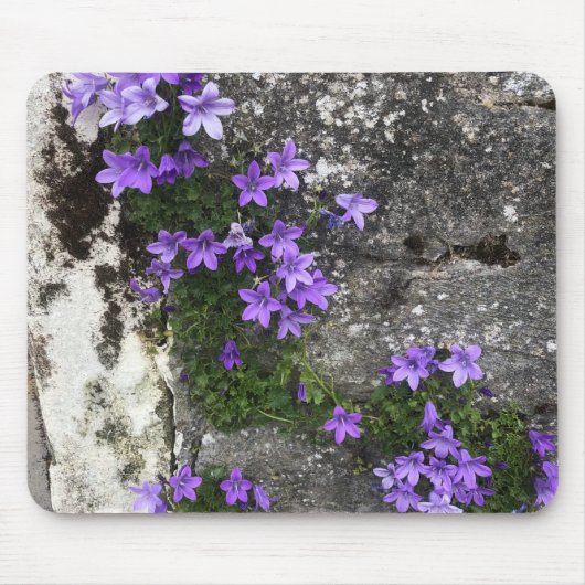 壁で咲くカンパニュラの花 マウスパッド (正面)