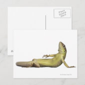 壁にいるトカゲが横になっている - Podarcis muralis ポストカード (正面/裏面)