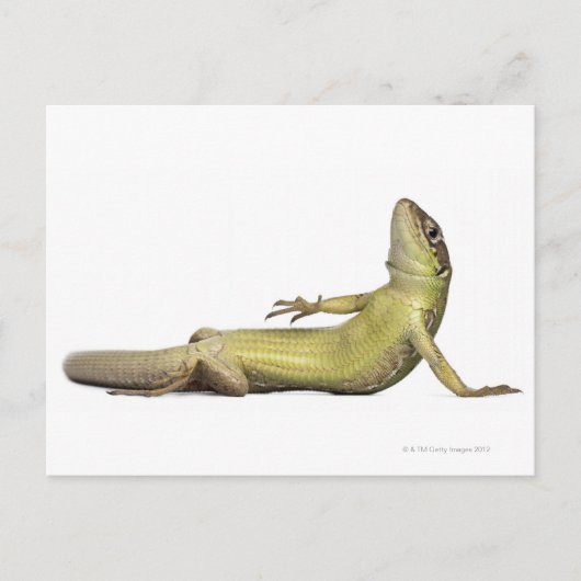 壁にいるトカゲが横になっている - Podarcis muralis ポストカード (正面)