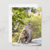 壁には母とベビーのアカゲザル ポストカード (正面/裏面)