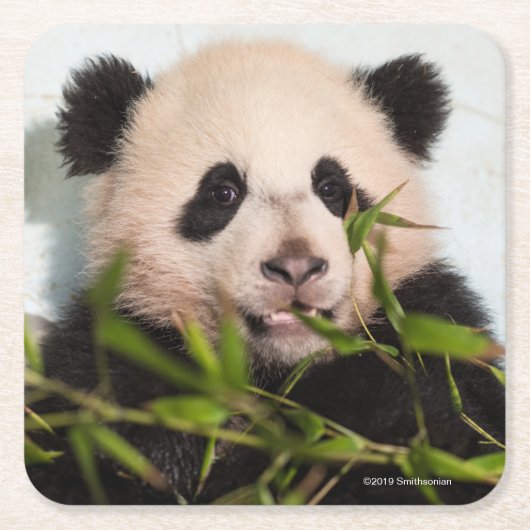 壁に対して傾いているジャイアントパンダ スクエアペーパーコースター (正面)