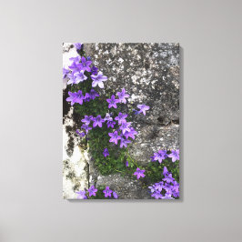 壁に生えるカンパニュラの花 キャンバスプリント