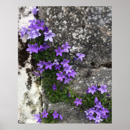 壁に生えるカンパニュラの花 ポスター