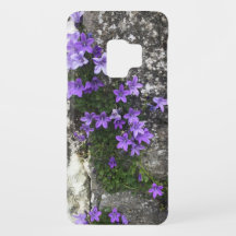 壁に生えるカンパニュラの花