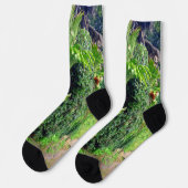 壁に生えるスタゴケ、クルーソックス ソックス (左)