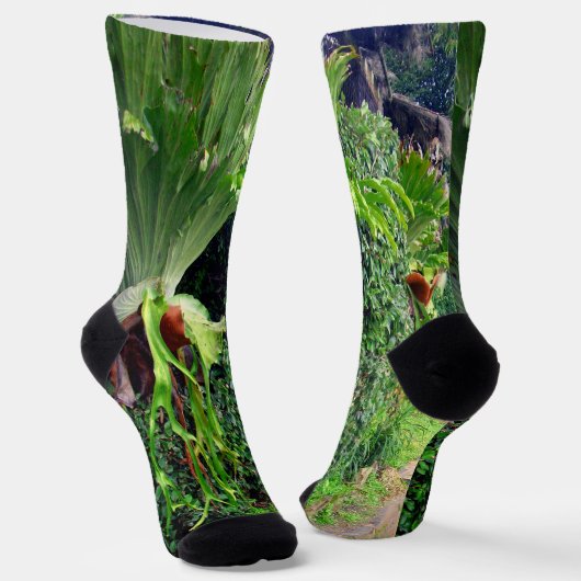 壁に生えるスタゴケ、クルーソックス ソックス (傾斜あり)