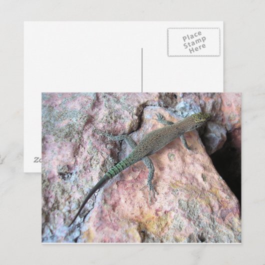 壁のトカゲ ポストカード (正面/裏面)
