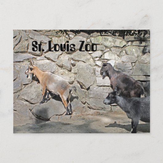 壁のヤギ ポストカード (正面)