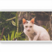 壁の上の猫 シール (正面)