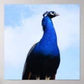 壁の孔雀 ポスター (正面)