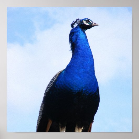 壁の孔雀 ポスター (正面)