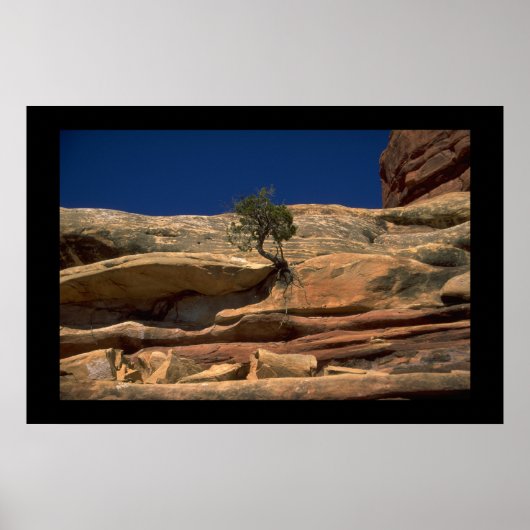 壁の木 ポスター (正面)