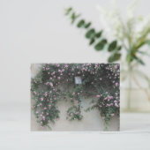 壁バラ ポストカード (スタンド正面)