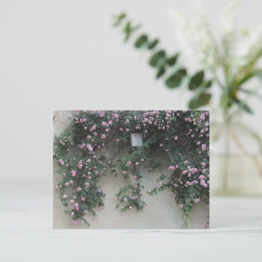 壁バラ ポストカード (スタンド正面)