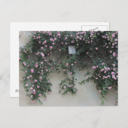 壁バラ ポストカード (正面/裏面)