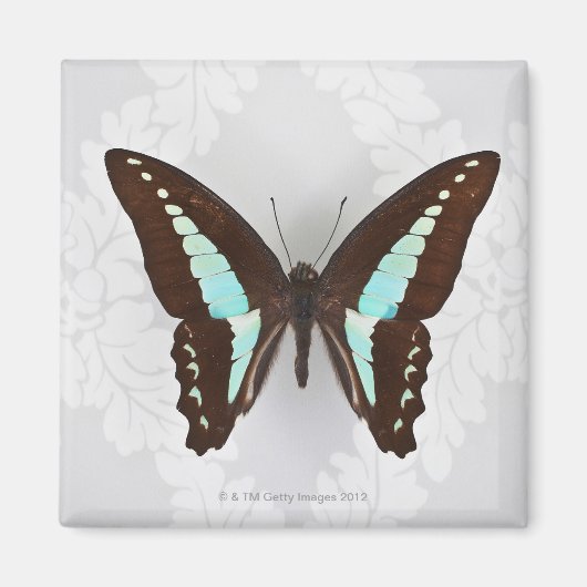 壁紙の背景に蝶 マグネット (正面)