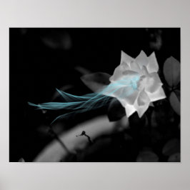 壊れたハートを癒すかわいらし – 白いバラの写真 ポスター