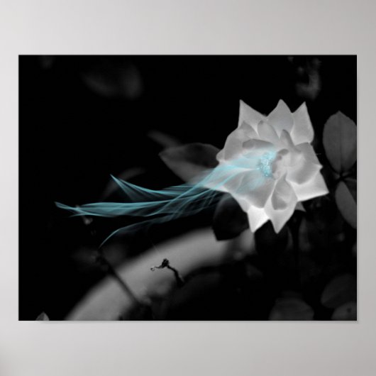 壊れたハートを癒すかわいらし – 白いバラの写真 ポスター (正面)