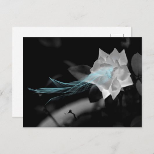 壊れたハートバラ写真の修復 ポストカード (正面/裏面)