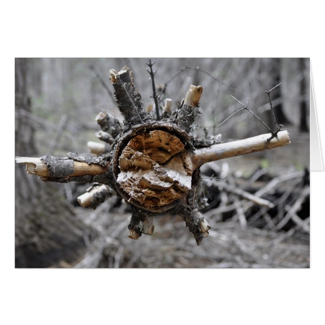 壊れたマツ (正面横)