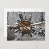 壊れた松 ポストカード (正面/裏面)