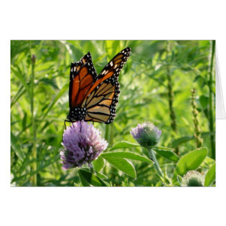 壊れた翼を持つはえ、Monachの蝶