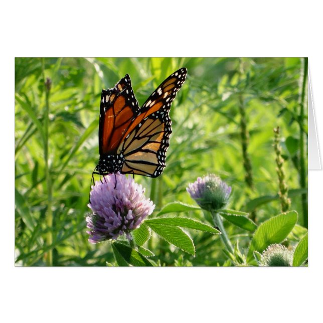 壊れた翼を持つはえ、Monachの蝶 (正面横)