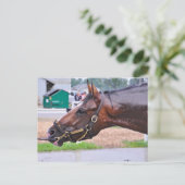 壊れた誓い – コープランドズエンジェル子馬 ポストカード (スタンド正面)