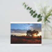 壮大なアフリカの夕日 ポストカード (スタンド正面)