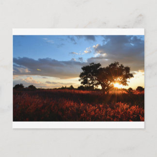 壮大なアフリカの夕日 ポストカード