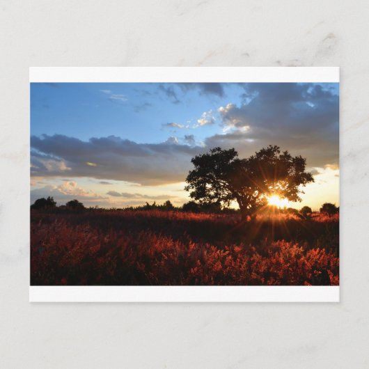 壮大なアフリカの夕日 ポストカード (正面)