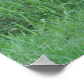 壮大なカンガルー ポスター (角)