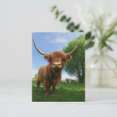 壮大なスコットランドのハイランドカウズ ポストカード (スタンド正面)