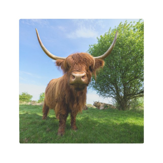 壮大なスコットランドのハイランドカウズ メタルプリント (正面)