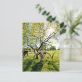 壮大なテキサス州・ロングホーン・ステア ポストカード (スタンド正面)