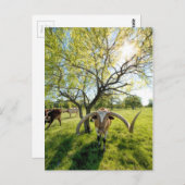 壮大なテキサス州・ロングホーン・ステア ポストカード (正面/裏面)