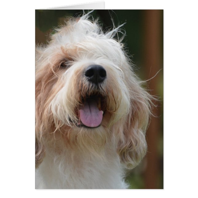 壮大なバセット犬犬 (正面)