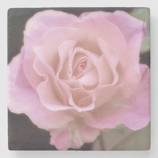 壮大なピンクのバラ ストーンコースター (正面)