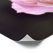 壮大なピンクのバラ ポスター (角)