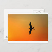 壮大なフリゲート飛んでいる鳥のオレンジ色の夕日 ポストカード (正面/裏面)