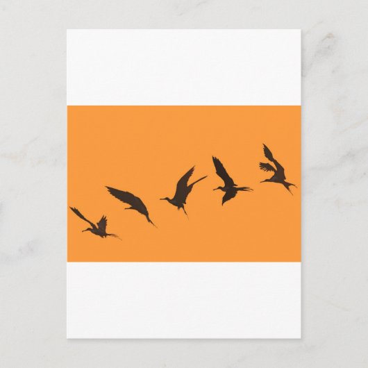 壮大なフリゲート鳥ガラパゴス諸島 ポストカード (正面)