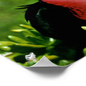 壮大なフリゲート鳥 ポスター (角)