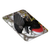 壮大なフリゲート鳥 マグネット (右側)