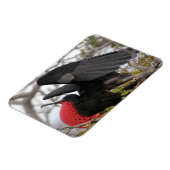 壮大なフリゲート鳥 マグネット (左側)