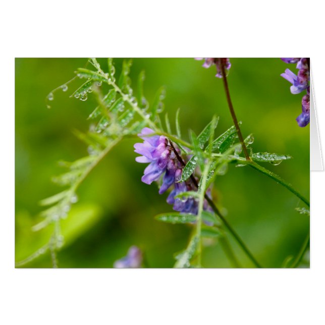 壮大なマナンの植物相 (正面横)
