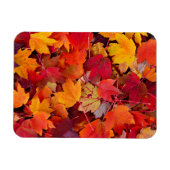 壮大なメープル葉 マグネット (横)