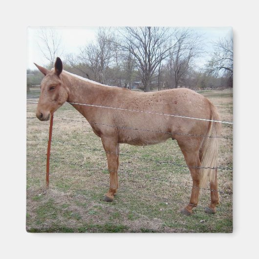 壮大なラバ! マグネット (正面)